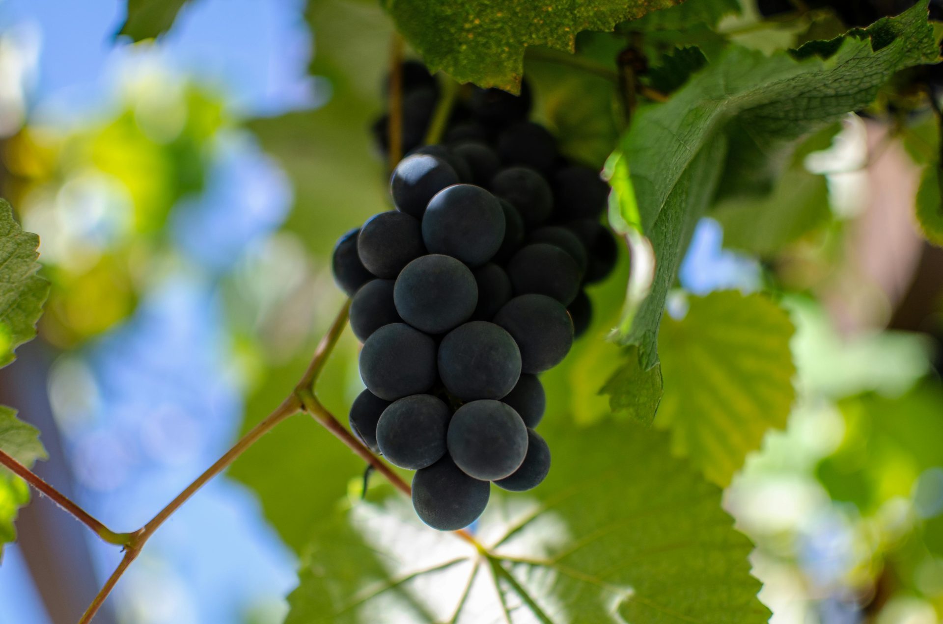 A close-up shot of ripe grapes hanging on the vine in Brasília, Brazil.