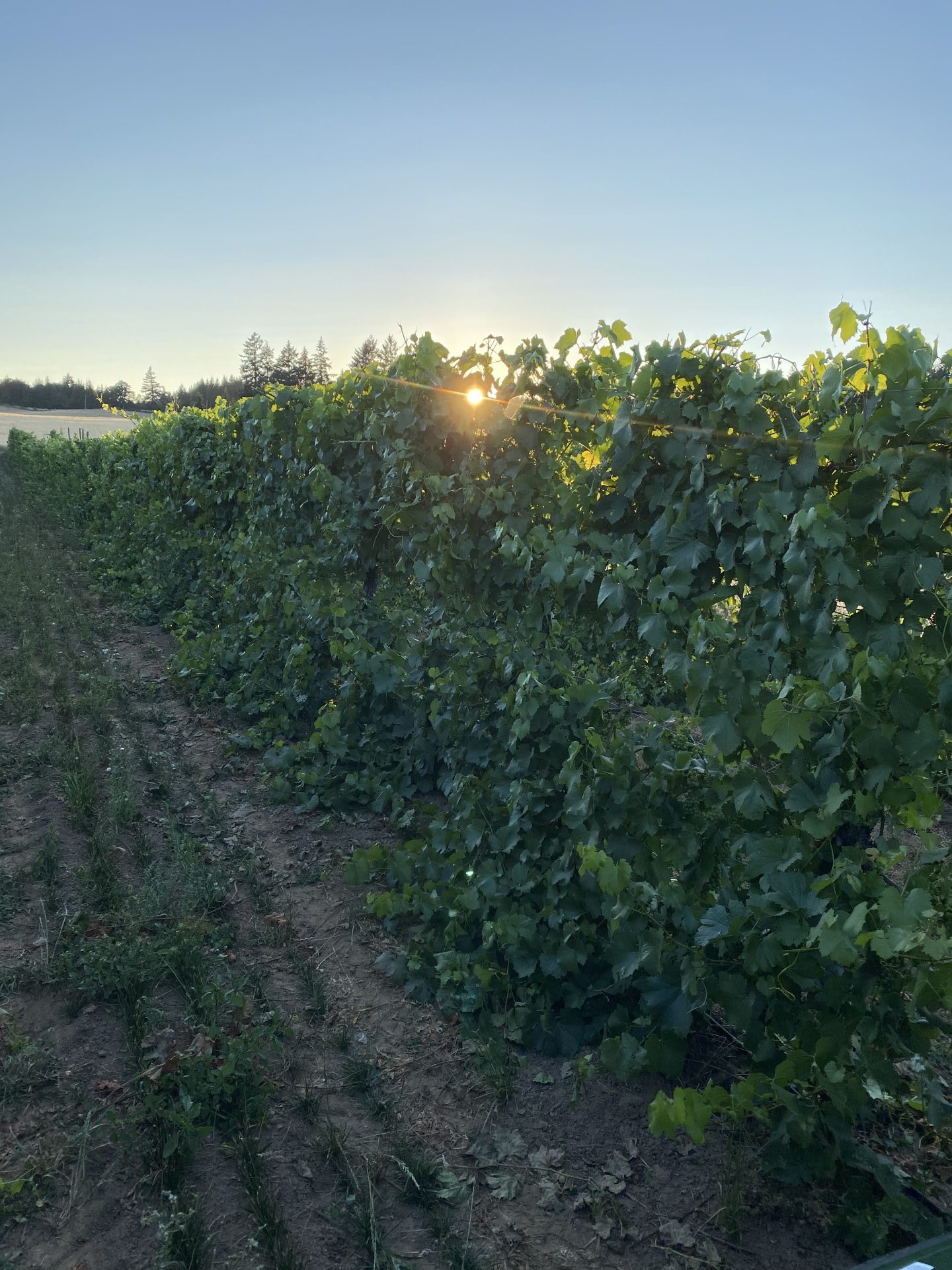 Our History and Vision