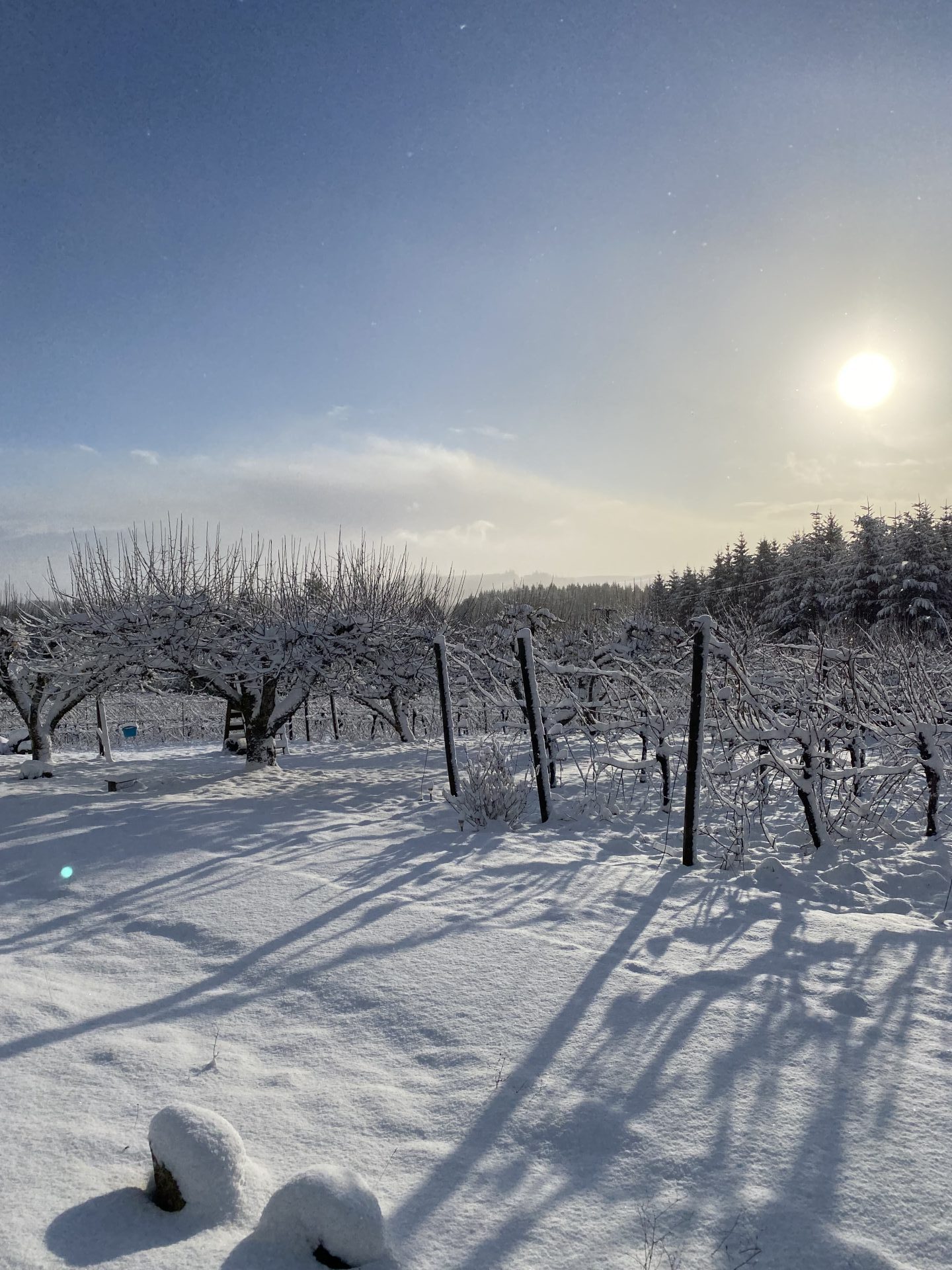 A view on the winter