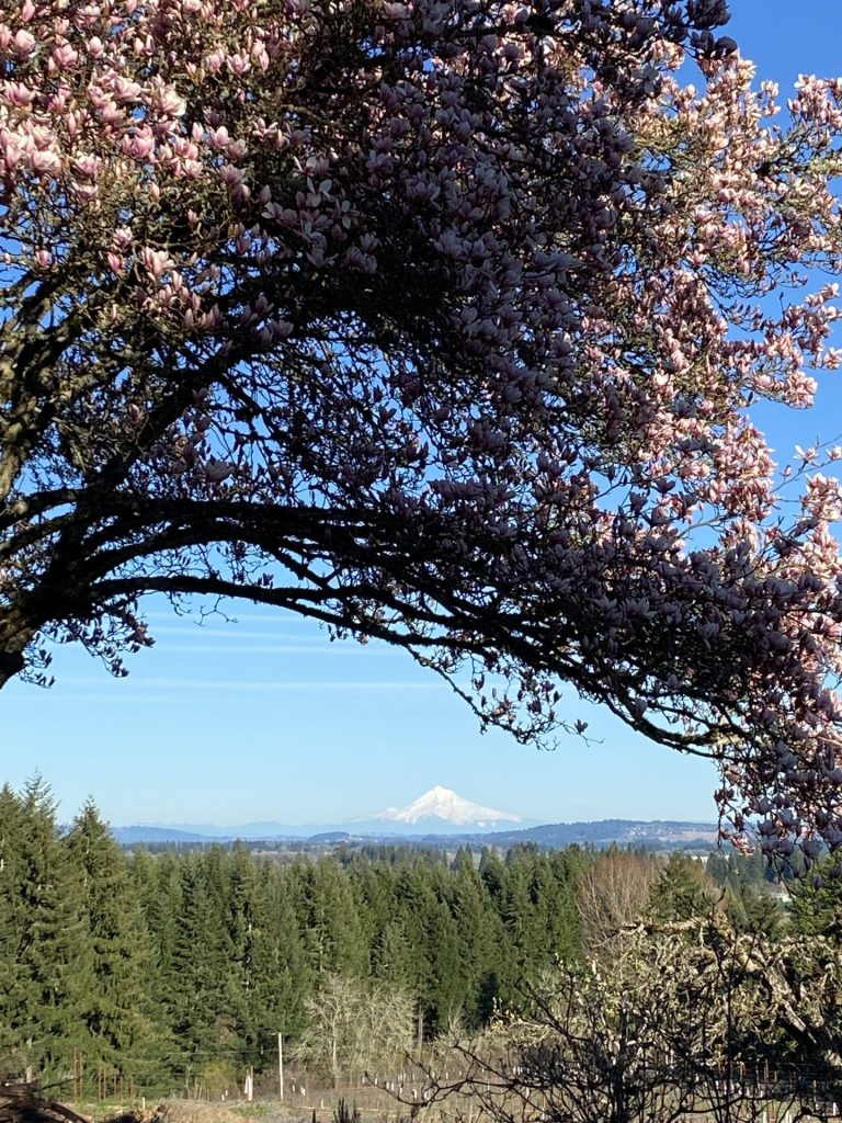 Vineyard & Winemaking