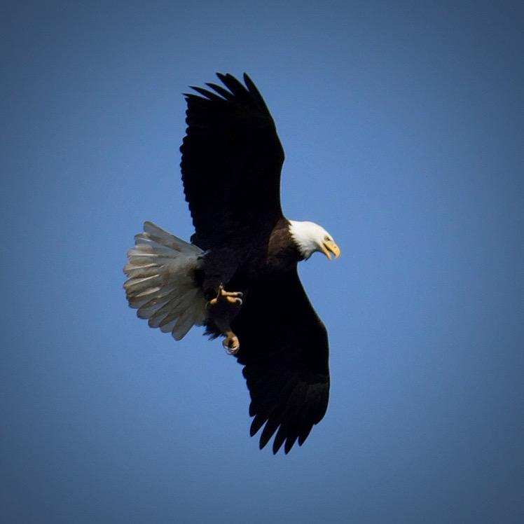 A picture of eagle flying